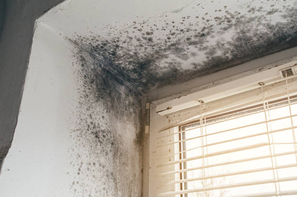 Affordable Attic Mold Remediation solutions in Belle Mead, NJ
